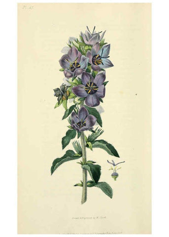 Reproducción/Reproduction 6046351889: Flora conspicua London :Longman, Rees, Orme, Brown, and Green,1826
