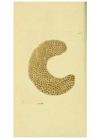 Reproducción/Reproduction 6048796355: Descriptions and illustrations of mollusks [18--] 