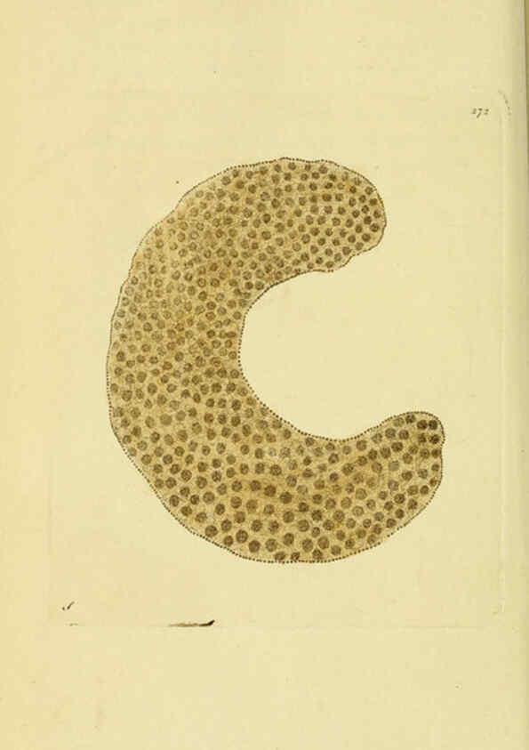 Reproducción/Reproduction 6048796355: Descriptions and illustrations of mollusks [18--] 