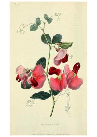 Reproducción/Reproduction 6046352281: Flora conspicua London :Longman, Rees, Orme, Brown, and Green,1826