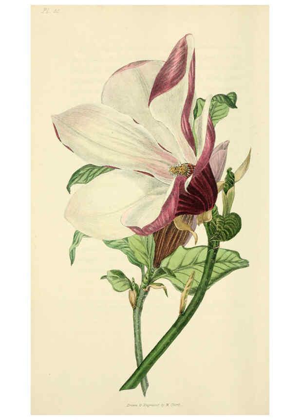 Reproducción/Reproduction 6046353119: Flora conspicua London :Longman, Rees, Orme, Brown, and Green,1826