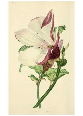 Reproducción/Reproduction 6046353119: Flora conspicua London :Longman, Rees, Orme, Brown, and Green,1826