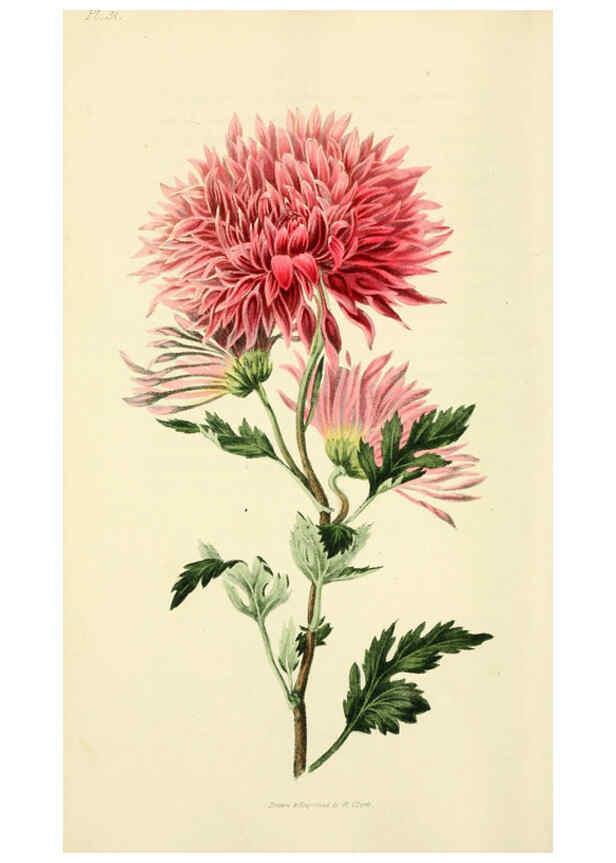 Reproducción/Reproduction 6046903472: Flora conspicua London :Longman, Rees, Orme, Brown, and Green,1826