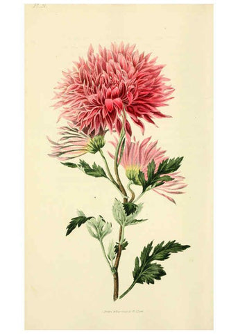 Reproducción/Reproduction 6046903472: Flora conspicua London :Longman, Rees, Orme, Brown, and Green,1826