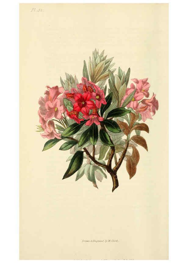 Reproducción/Reproduction 6046903734: Flora conspicua London :Longman, Rees, Orme, Brown, and Green,1826