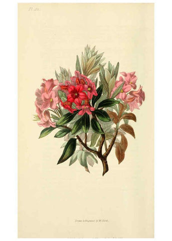 Reproducción/Reproduction 6046903734: Flora conspicua London :Longman, Rees, Orme, Brown, and Green,1826