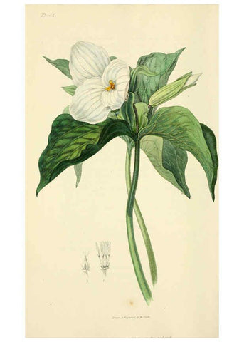 Reproducción/Reproduction 6046904802: Flora conspicua London :Longman, Rees, Orme, Brown, and Green,1826