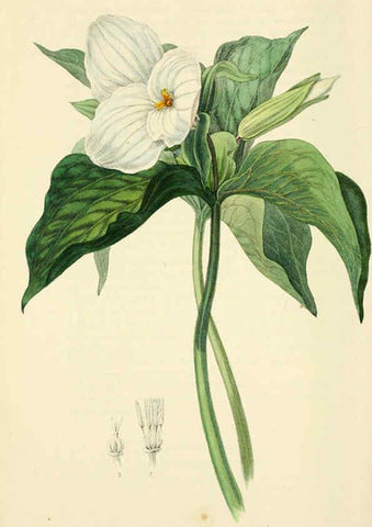 Reproducción/Reproduction 6046904802: Flora conspicua London :Longman, Rees, Orme, Brown, and Green,1826