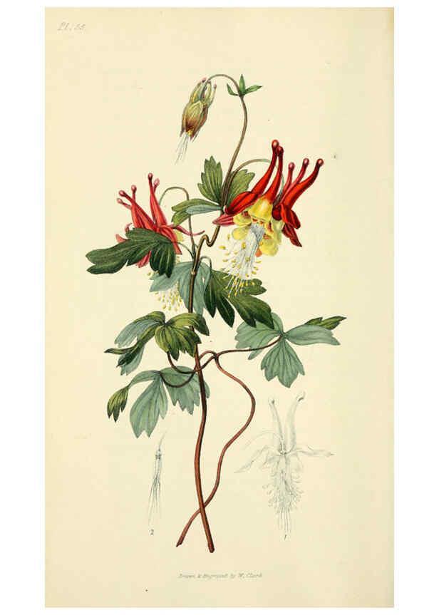 Reproducción/Reproduction 6046355493: Flora conspicua London :Longman, Rees, Orme, Brown, and Green,1826