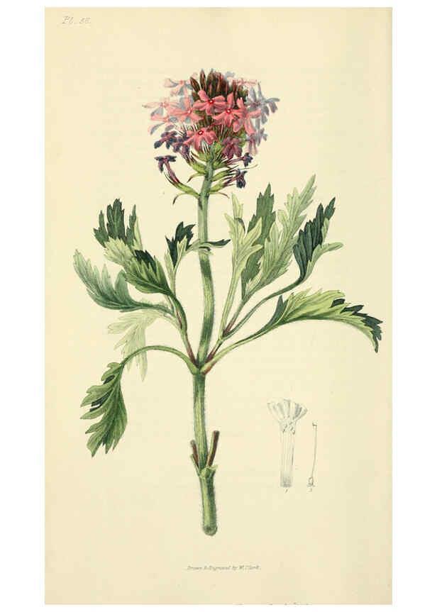 Reproducción/Reproduction 6046355835: Flora conspicua London :Longman, Rees, Orme, Brown, and Green,1826