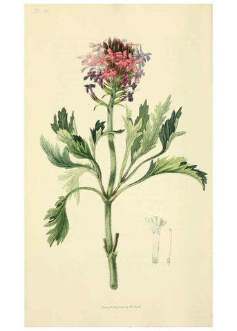 Reproducción/Reproduction 6046355835: Flora conspicua London :Longman, Rees, Orme, Brown, and Green,1826