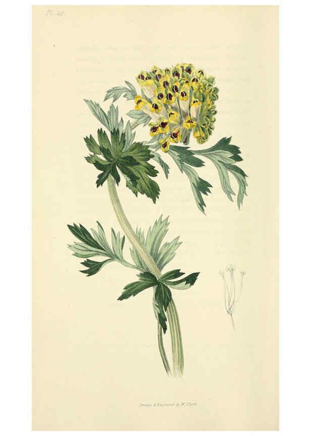 Reproducción/Reproduction 6046902836: Flora conspicua London :Longman, Rees, Orme, Brown, and Green,1826