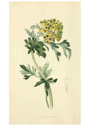 Reproducción/Reproduction 6046902836: Flora conspicua London :Longman, Rees, Orme, Brown, and Green,1826