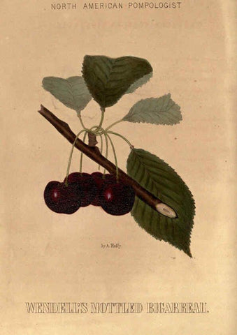 Reproducción/Reproduction 6049449108: Hoffy's North American pomologist Philadelphia,A. Hoffy,1860