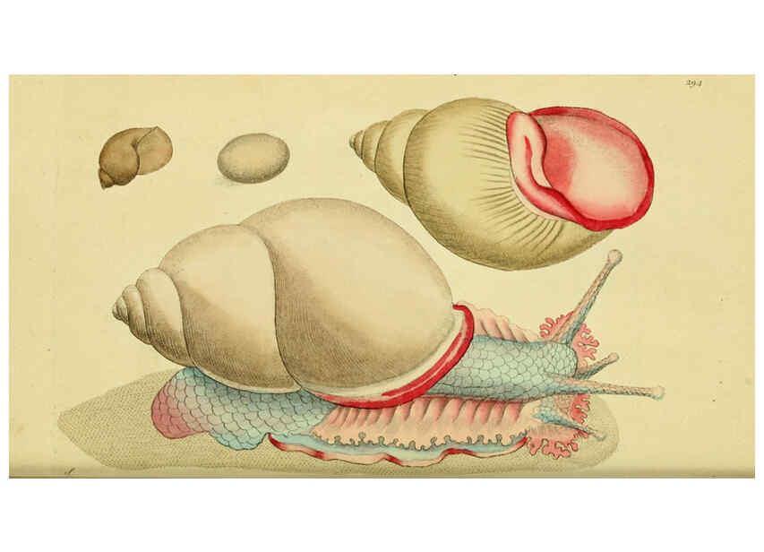 Reproducción/Reproduction 6048796537: Descriptions and illustrations of mollusks [18--] 