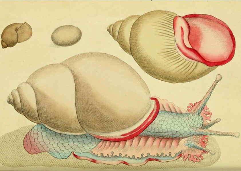Reproducción/Reproduction 6048796537: Descriptions and illustrations of mollusks [18--] 