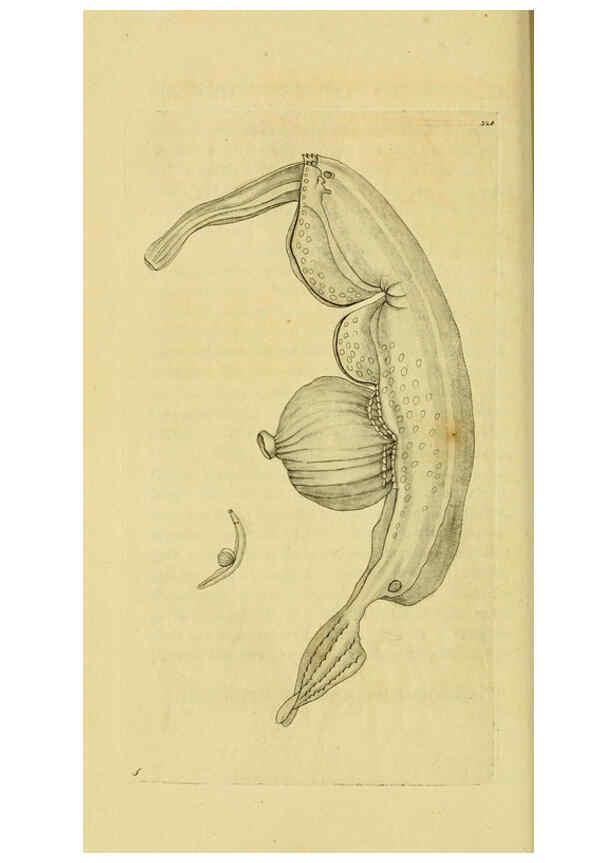 Reproducción/Reproduction 6049350172: Descriptions and illustrations of mollusks [18--] 