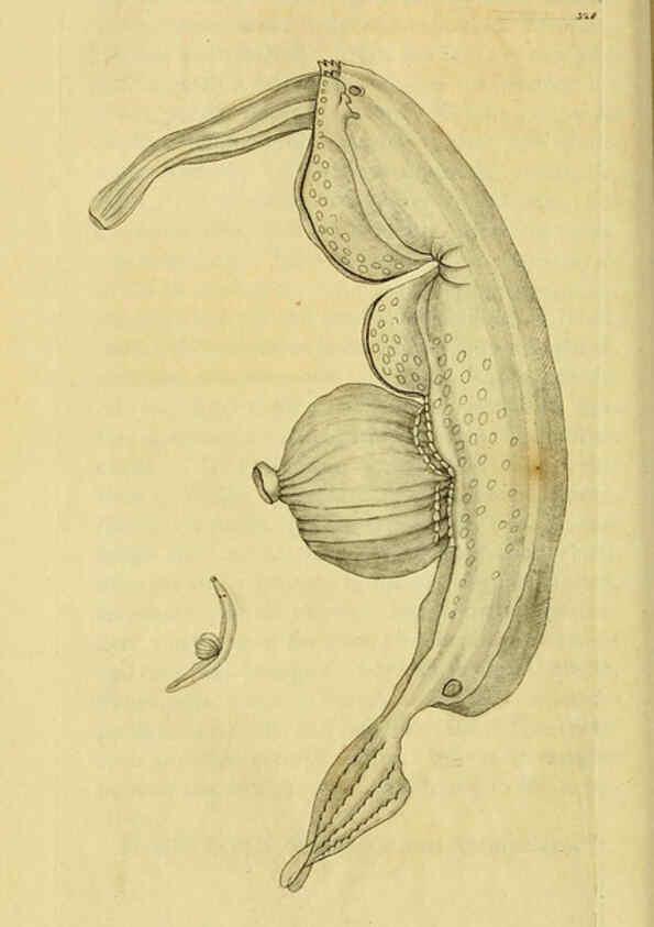 Reproducción/Reproduction 6049350172: Descriptions and illustrations of mollusks [18--] 