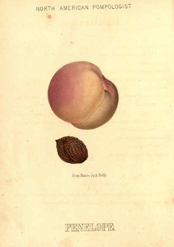Reproducción/Reproduction 6048890165: Hoffy's North American pomologist Philadelphia,A. Hoffy,1860