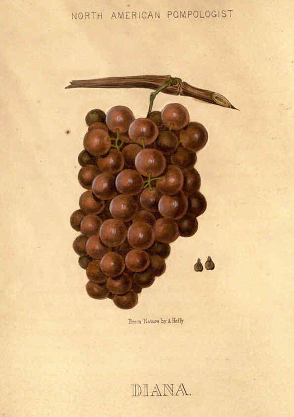 Reproducción/Reproduction 6049448192: Hoffy's North American pomologist Philadelphia,A. Hoffy,1860