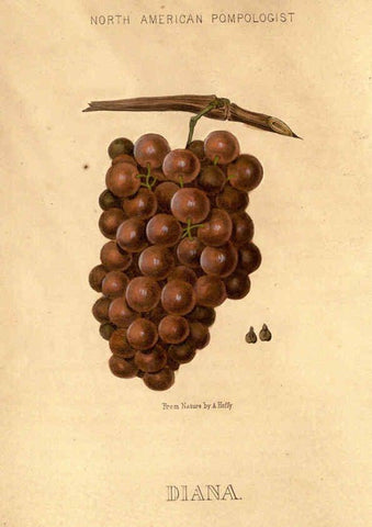 Reproducción/Reproduction 6049448192: Hoffy's North American pomologist Philadelphia,A. Hoffy,1860