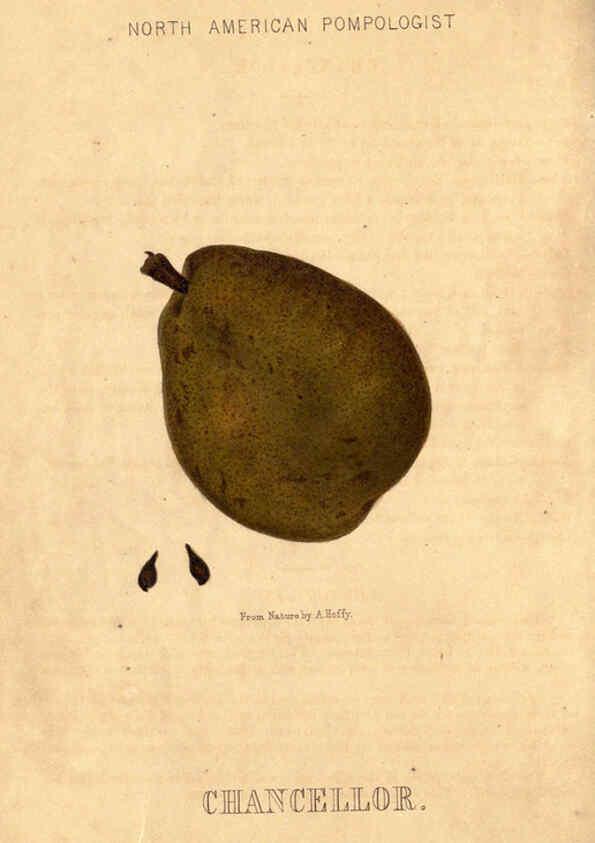 Reproducción/Reproduction 6049448440: Hoffy's North American pomologist Philadelphia,A. Hoffy,1860