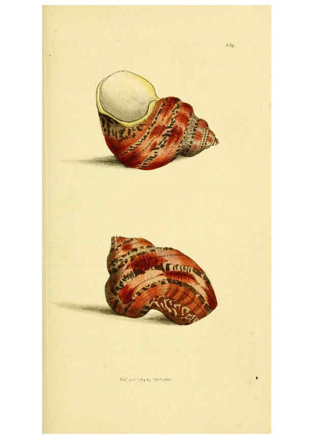 Reproducción/Reproduction 6049350398: Descriptions and illustrations of mollusks [18--] 
