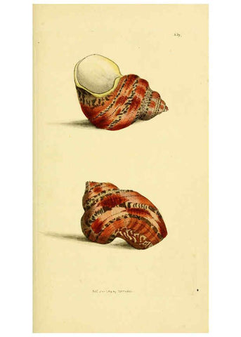 Reproducción/Reproduction 6049350398: Descriptions and illustrations of mollusks [18--] 