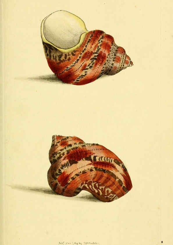 Reproducción/Reproduction 6049350398: Descriptions and illustrations of mollusks [18--] 