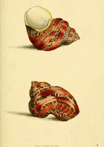 Reproducción/Reproduction 6049350398: Descriptions and illustrations of mollusks [18--] 