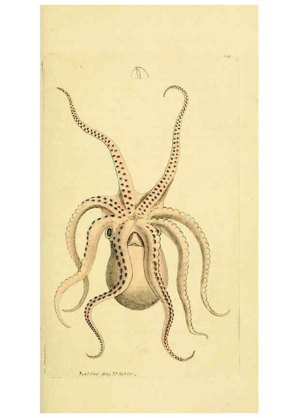 Reproducción/Reproduction 6049350642: Descriptions and illustrations of mollusks [18--] 