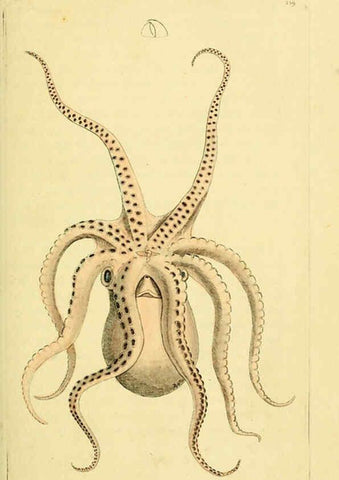 Reproducción/Reproduction 6049350642: Descriptions and illustrations of mollusks [18--] 
