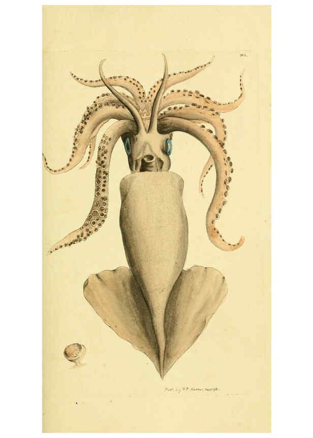 Reproducción/Reproduction 6048797505: Descriptions and illustrations of mollusks [18--] 