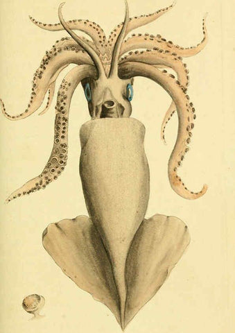 Reproducción/Reproduction 6048797505: Descriptions and illustrations of mollusks [18--] 