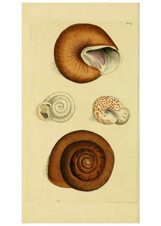 Reproducción/Reproduction 6049351100: Descriptions and illustrations of mollusks [18--] 