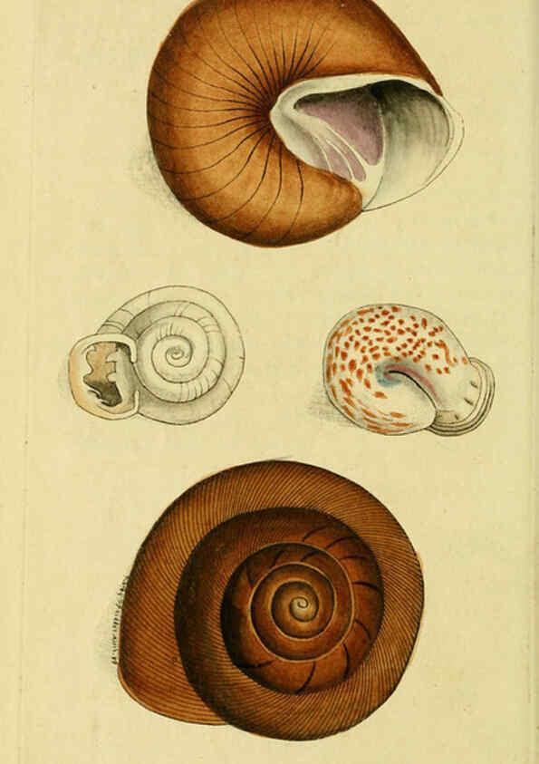 Reproducción/Reproduction 6049351100: Descriptions and illustrations of mollusks [18--] 