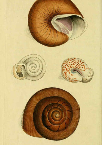 Reproducción/Reproduction 6049351100: Descriptions and illustrations of mollusks [18--] 