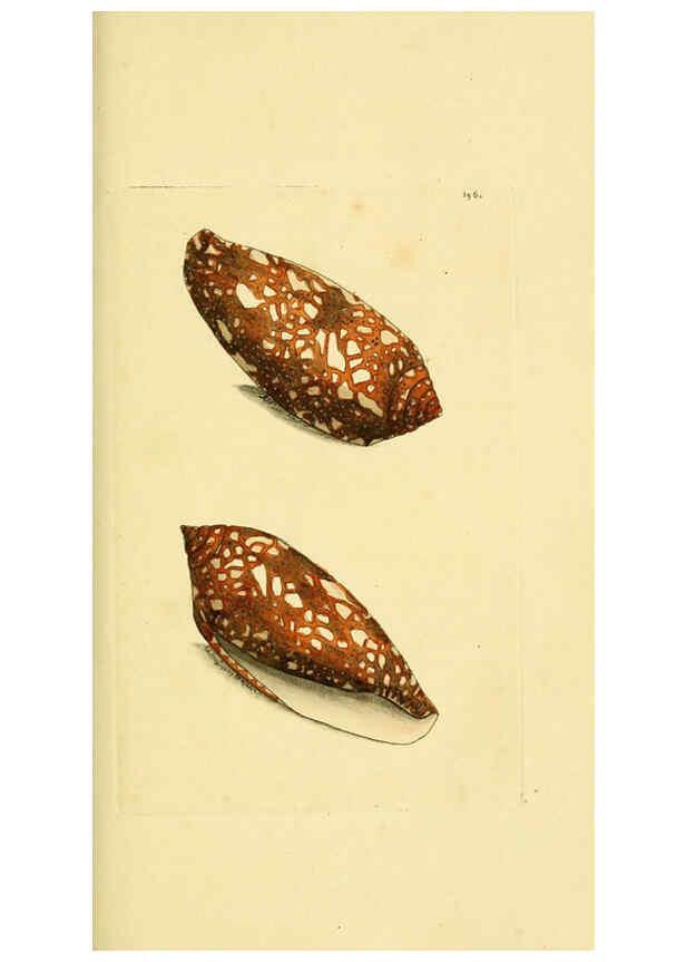 Reproducción/Reproduction 6048798039: Descriptions and illustrations of mollusks [18--] 