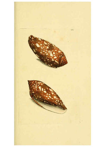 Reproducción/Reproduction 6048798039: Descriptions and illustrations of mollusks [18--] 