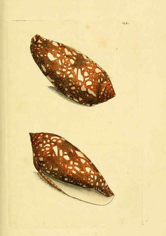 Reproducción/Reproduction 6048798039: Descriptions and illustrations of mollusks [18--] 