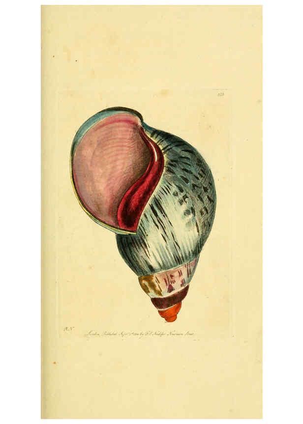 Reproducción/Reproduction 6049351526: Descriptions and illustrations of mollusks [18--] 