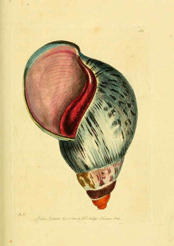 Reproducción/Reproduction 6049351526: Descriptions and illustrations of mollusks [18--] 