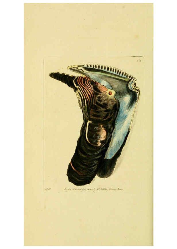 Reproducción/Reproduction 6048798397: Descriptions and illustrations of mollusks [18--] 