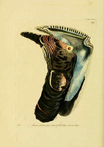 Reproducción/Reproduction 6048798397: Descriptions and illustrations of mollusks [18--] 