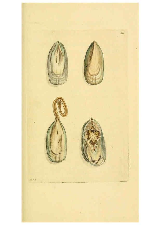 Reproducción/Reproduction 6048796745: Descriptions and illustrations of mollusks [18--] 