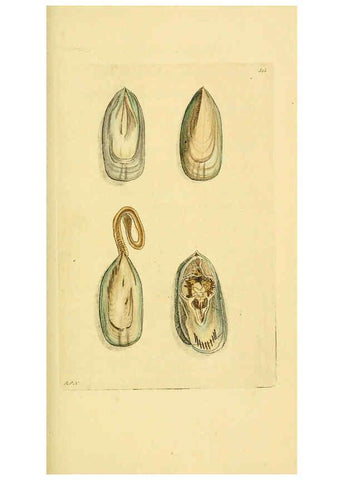 Reproducción/Reproduction 6048796745: Descriptions and illustrations of mollusks [18--] 