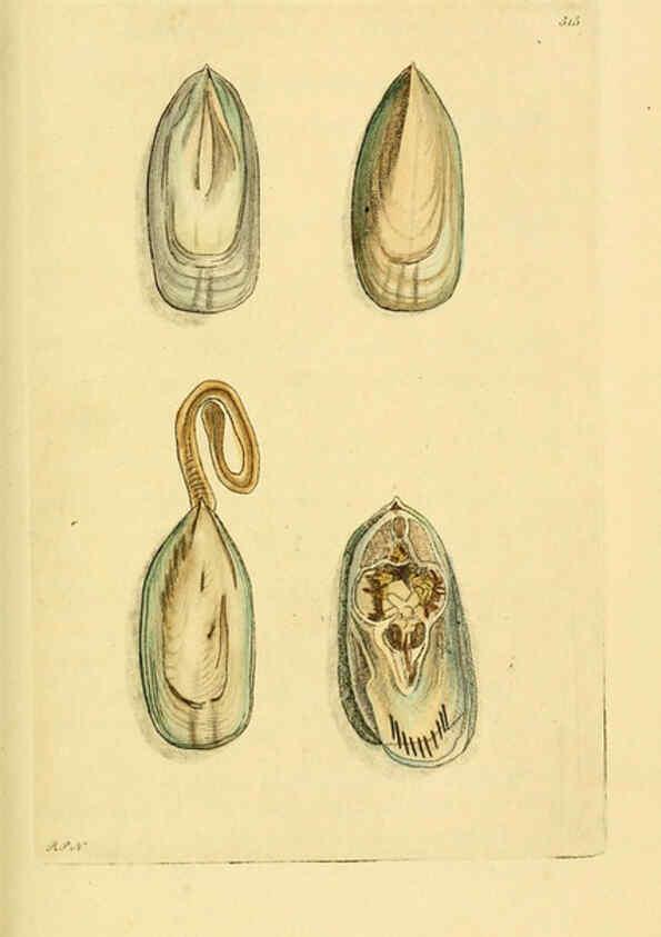 Reproducción/Reproduction 6048796745: Descriptions and illustrations of mollusks [18--] 