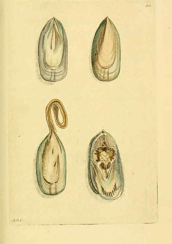 Reproducción/Reproduction 6048796745: Descriptions and illustrations of mollusks [18--] 