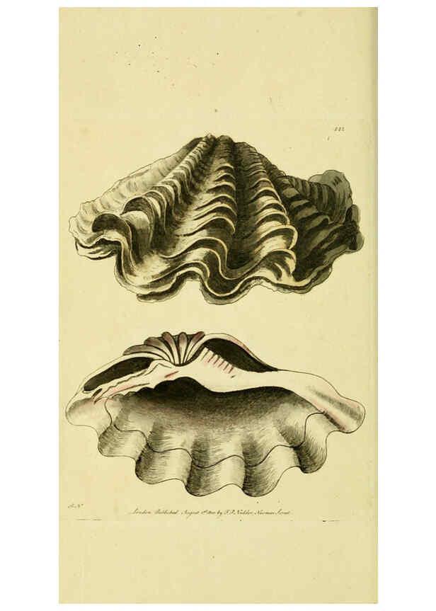 Reproducción/Reproduction 6048798575: Descriptions and illustrations of mollusks [18--] 