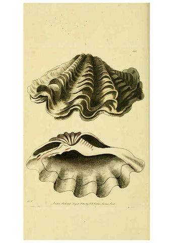 Reproducción/Reproduction 6048798575: Descriptions and illustrations of mollusks [18--] 
